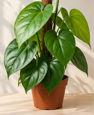 Illustrative product photo for Betel Leaf Plant