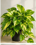 Illustrative product photo for Golden Money Plant
