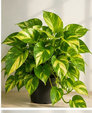 Illustrative product photo for Golden Money Plant