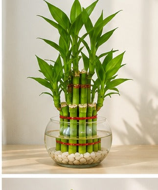 Illustrative product photo for Two-Layer Lucky Bamboo