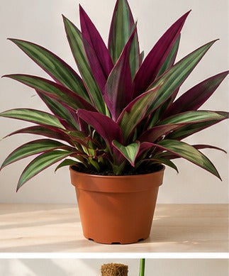 Illustrative product photo for Oyster Plant