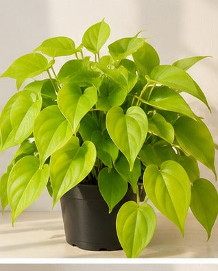 Illustrative product photo for Philodendron Ceylon Golden
