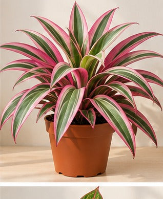 Illustrative product photo for Rhoeo Tricolour Plant
