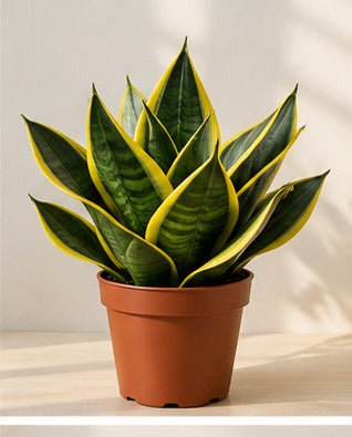 Illustrative product photo for Sansevieria Golden Hahnii Snake Plant