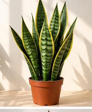 Illustrative product photo for Sansevieria Green Snake Plant