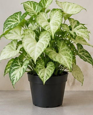 Illustrative product photo for Syngonium Pixie White