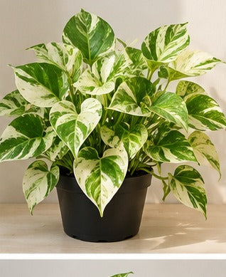 Illustrative product photo for Variegated Money Plant